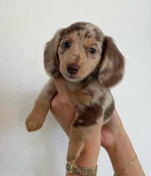 Hazel