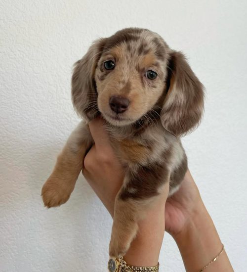Hazel Hazel