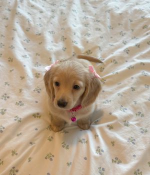 Lyla Lyla